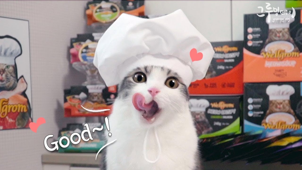 최고의 고양이 요리를 만들어볼까요?