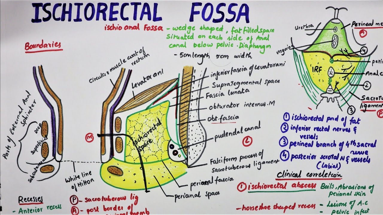 Ischiorectal Fossa / Ischioanal Fossa