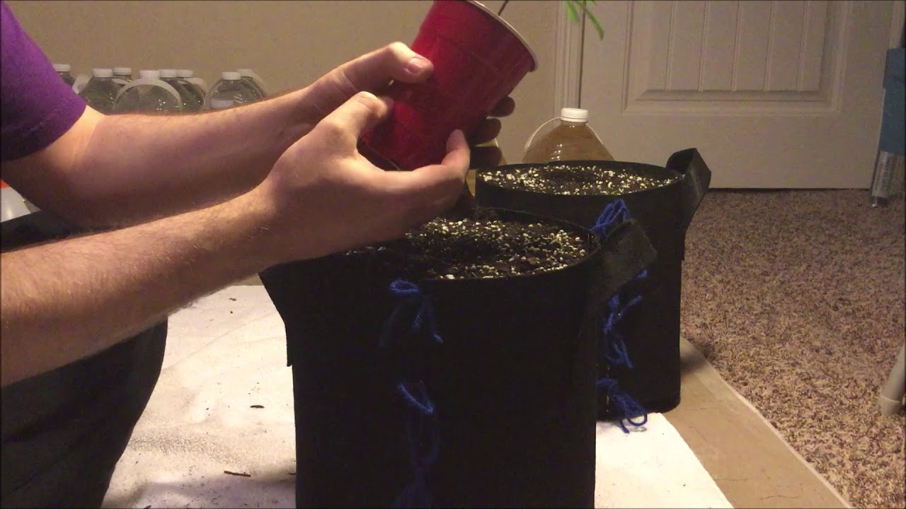 Transplanting clones to 3 gallon fabric pots, iPlantop 1500w LED Blue Dream Grow Series Part 07