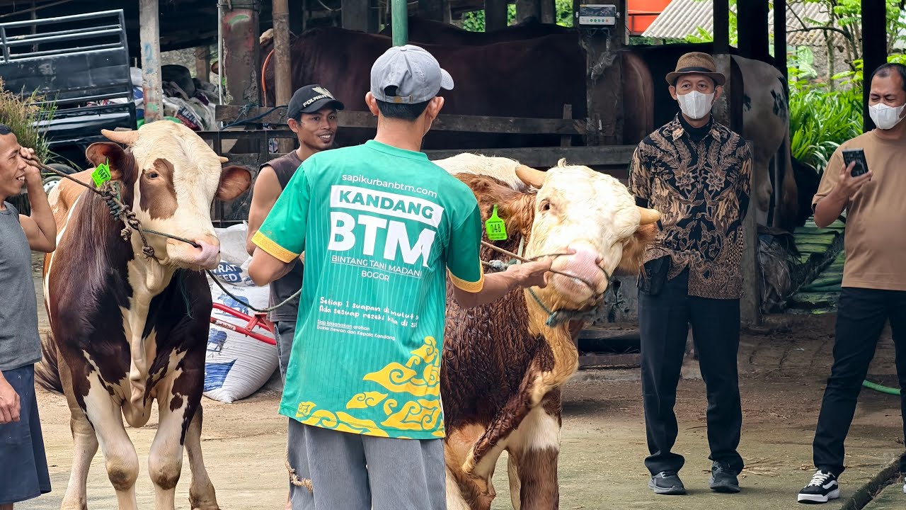 LIVE! Kandang Sapi jumbo Btm
