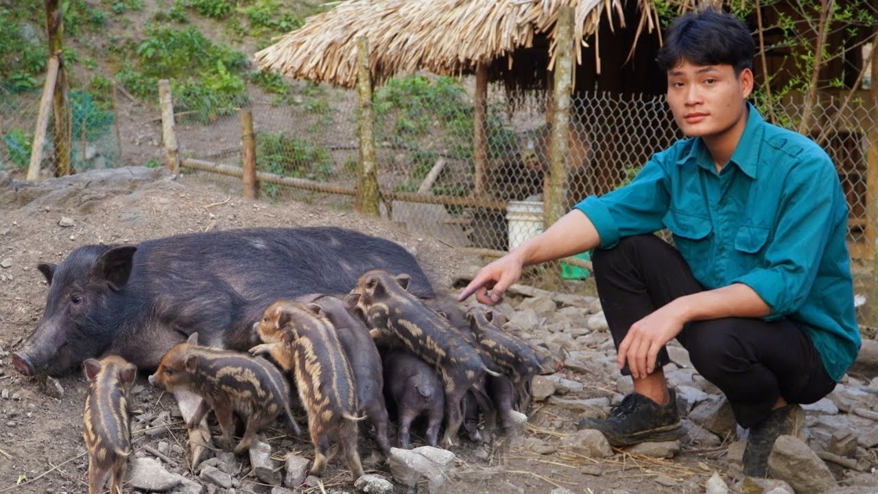 Wild boar gives birth, Harvest bamboo shoots, Cooking, Forest life