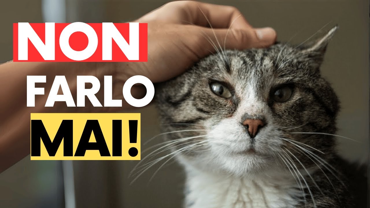 10 cose che i gatti odiano più di essere presi in braccio! 😾