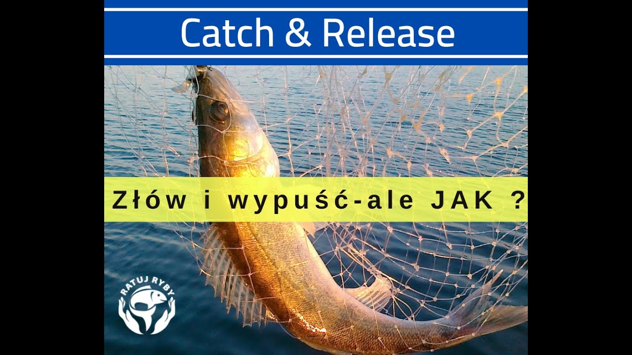 Złów i wypuść - ale JAK ?  Catch & Release - dr inż Andrzej Kapusta IRŚ Sebastian Ratuj Ryby