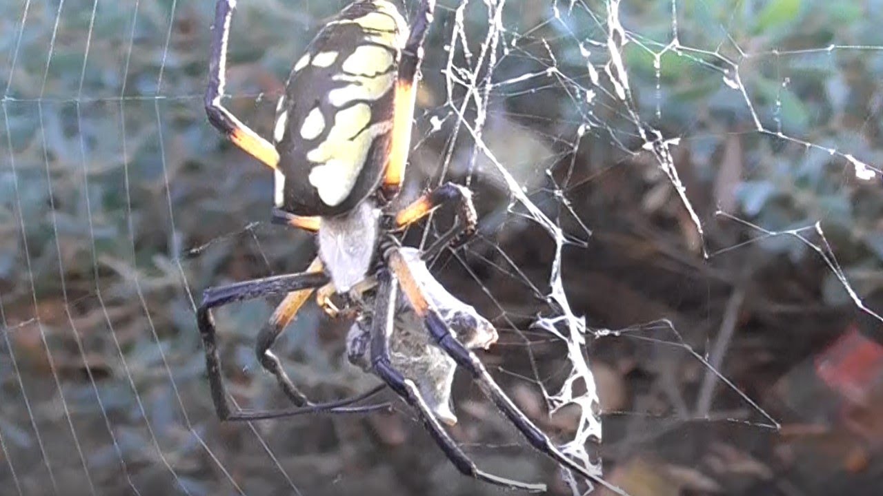All about our Yellow Garden Spider - Argiope aurantia