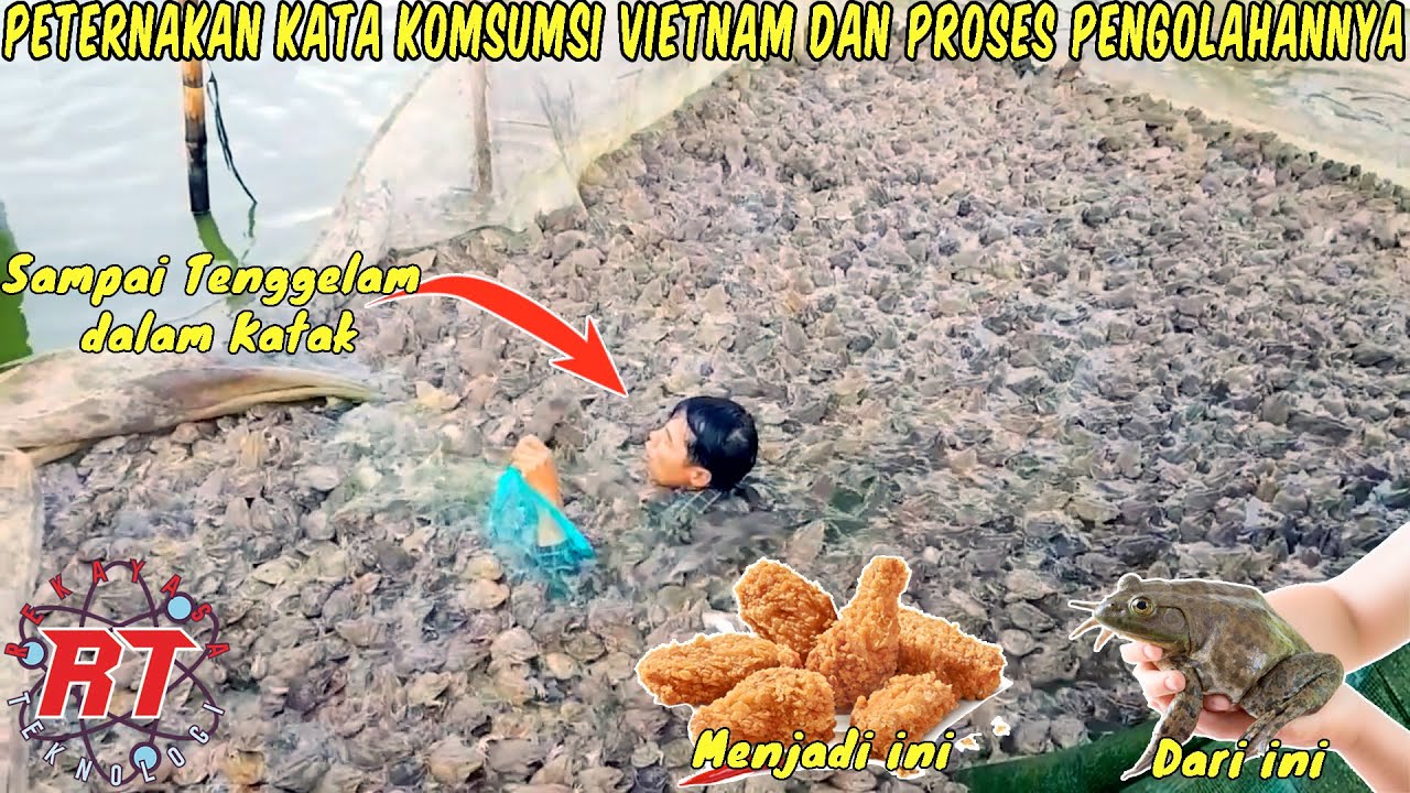 BEGINI PROSES PETERNAKAN KATAK LEMBU MODERN THAILAND DAN VIETNAM