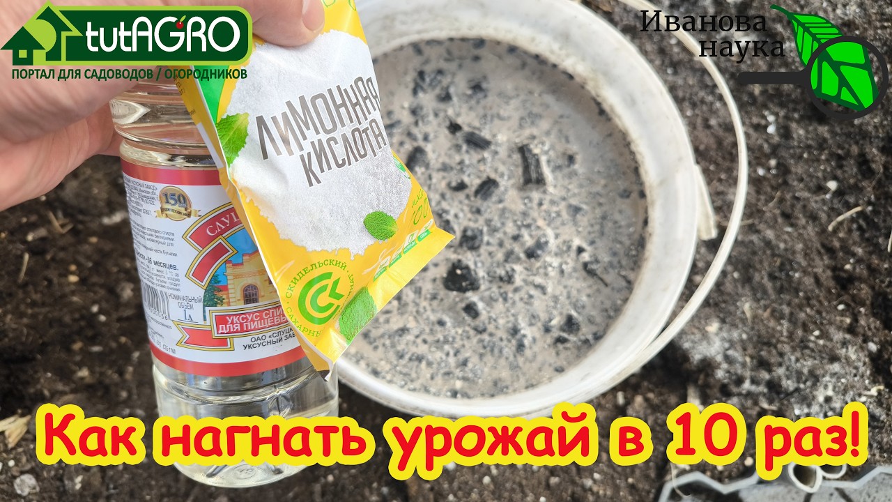 Лейте ЭТО под корень!! БОЛЬШЕ НЕ ПОКУПАЮ удобрения: мой урожай теперь - зависть конкурентов!