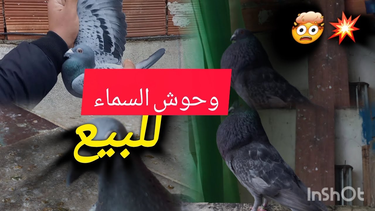 حمام النفاخ للبيع 🤯💥 و حمام زاجل إسباني 🇪🇸رقم الهاتف 0674477416 دخلو شتاركو فالقناة 