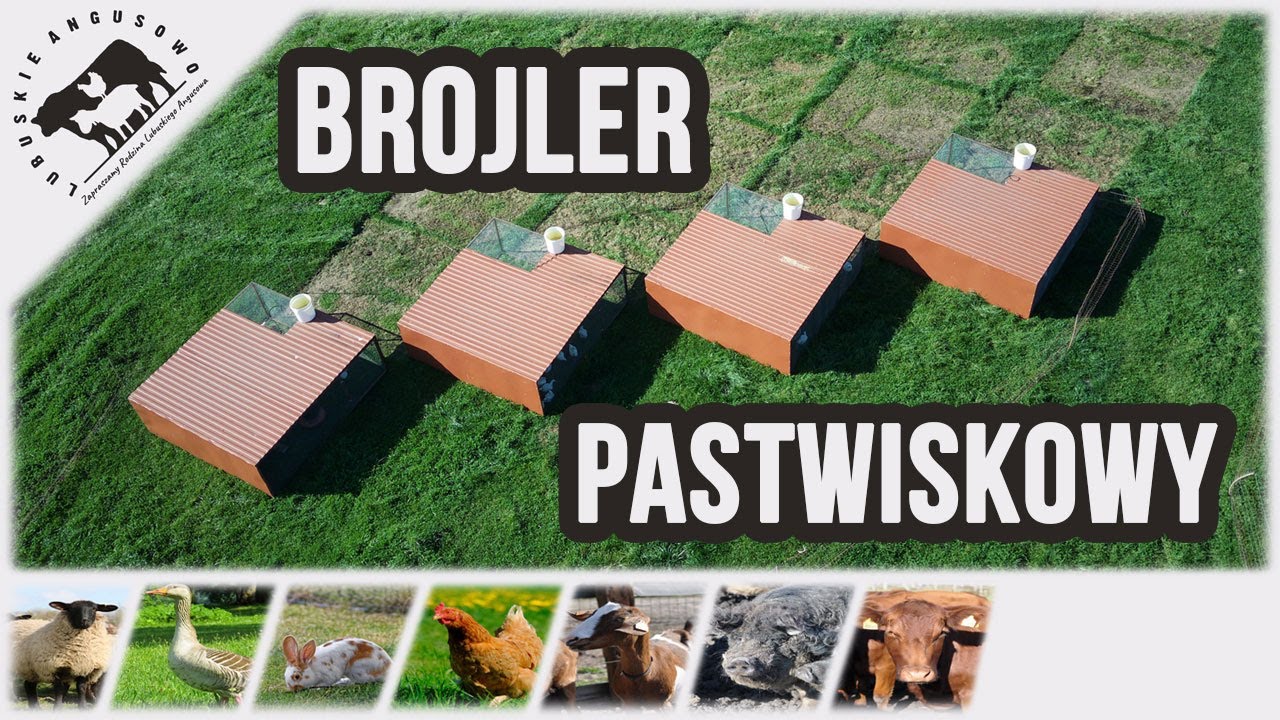 Lubuskie Angusowo - S6 E21 - Brojlery pastwiskowe