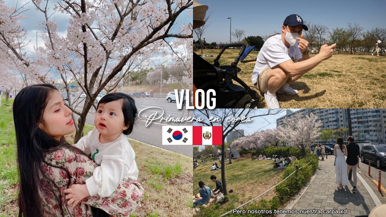 FLORES DE CEREZO EN COREA 🌸🇰🇷+ picnic en el rio han 🏞 벚꽃 primavera en corea con loui 👶🏻♥️