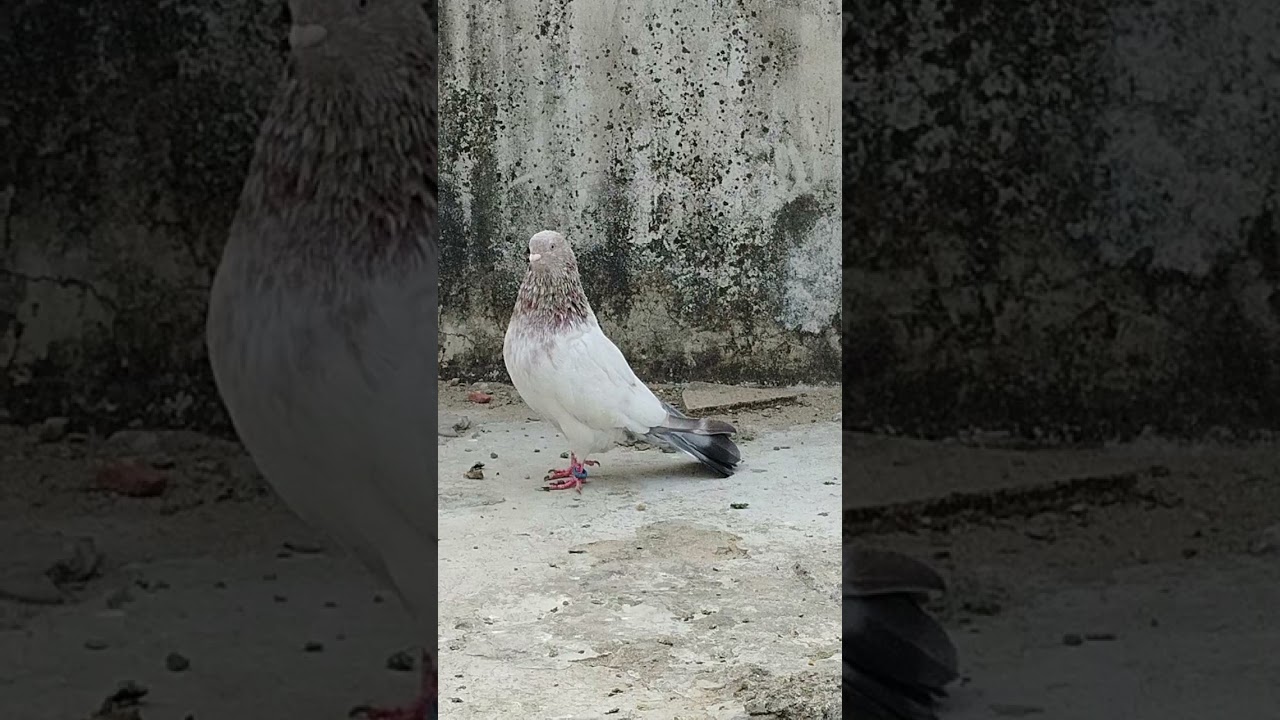 TAMDA KABUTAR 👑 #kabutar #kabutarandekabdetehain #pigeon #kabootar #kabootarloft05 #pigeonlaver