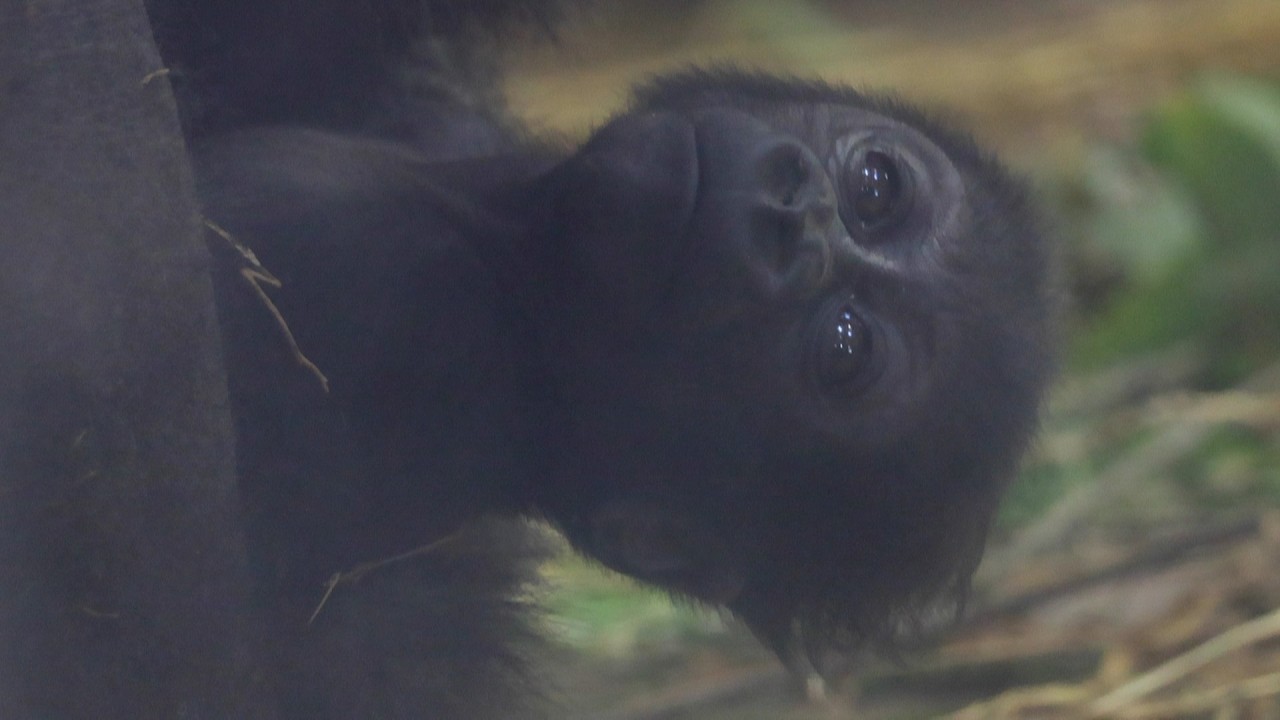おっぱい飲みながら夢の国へ…赤ちゃんゴリラ睡魔にこくりが可愛い！｜京都市動物園｜撮影日2026.2.19｜【きょうのゴリラ】