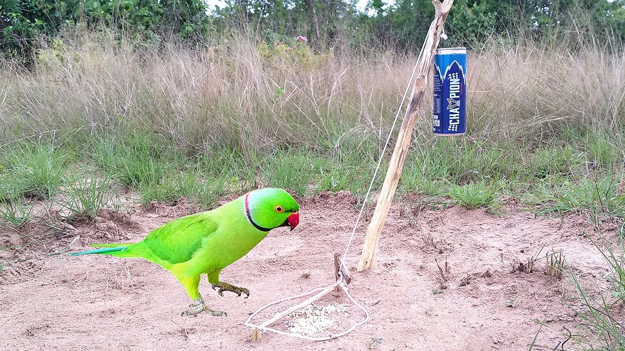 Creative Parrot Bird Trap Technology Make From Bottle & Wood