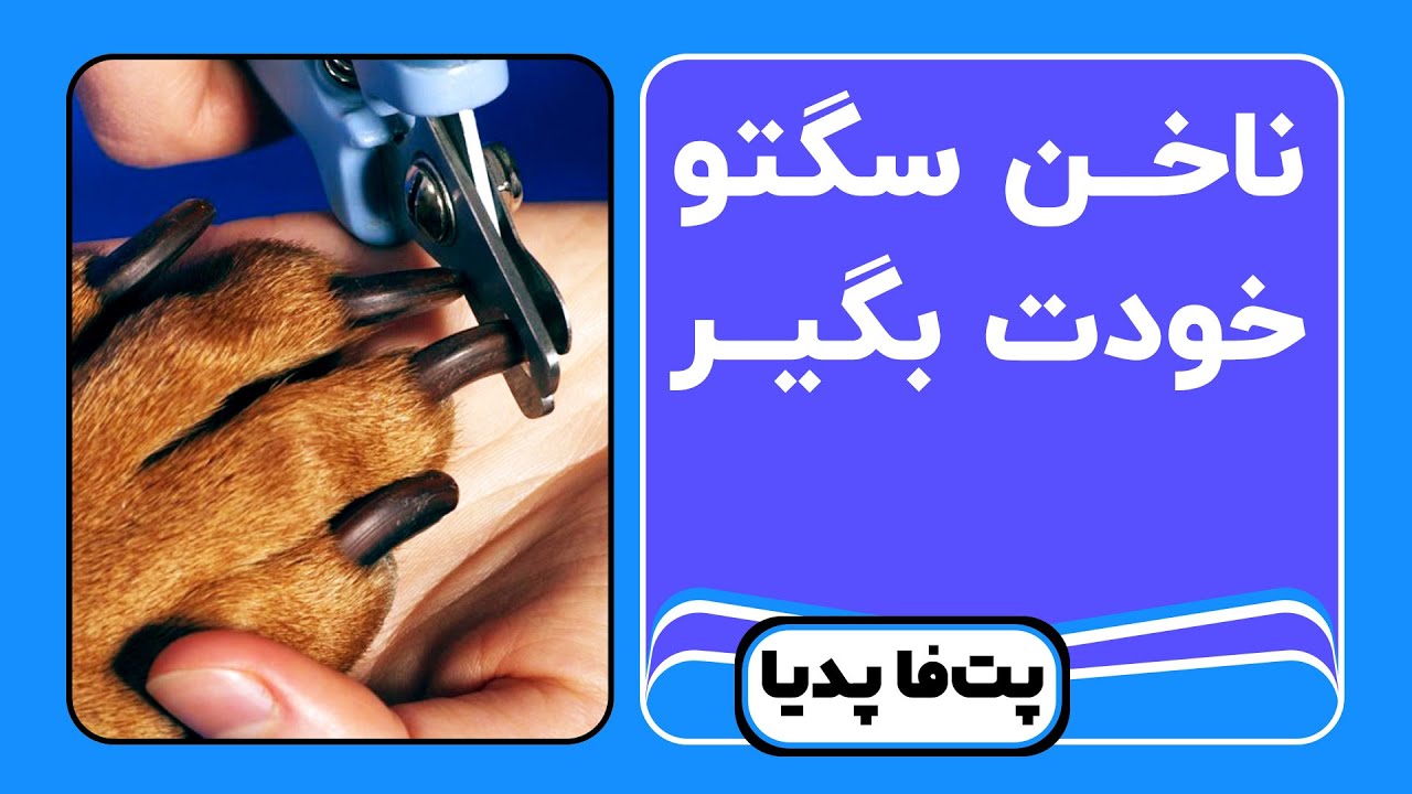 آموزش کوتاه کردن ناخن سگ در منزل به وسیله انواع ناخن گیر سگ