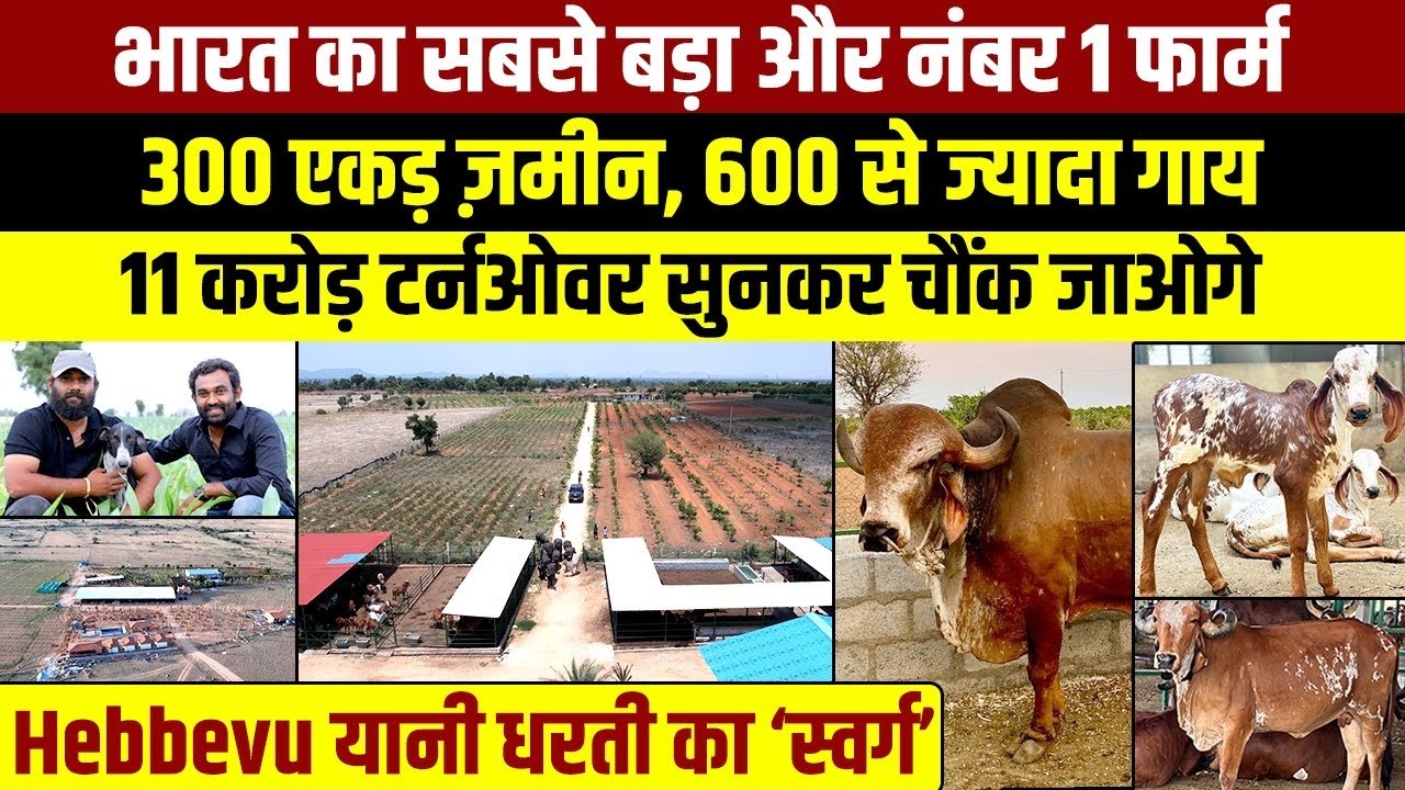 300 एकड़ ज़मीन, 600 से ज्यादा गिर गाय, 11 करोड़ का टर्नओवर । Hebbevu Farm देखकर होश उड़ जाएंगे