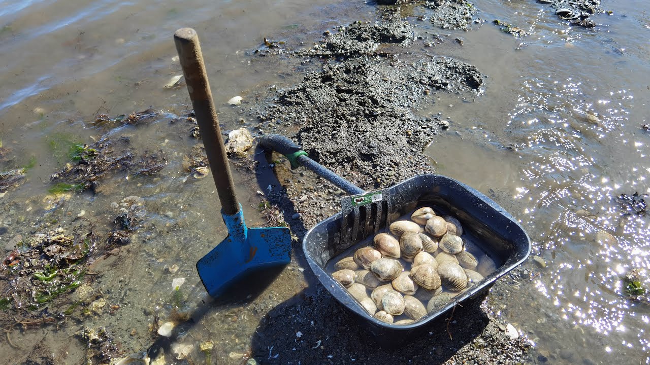 Clam digging at WA beach