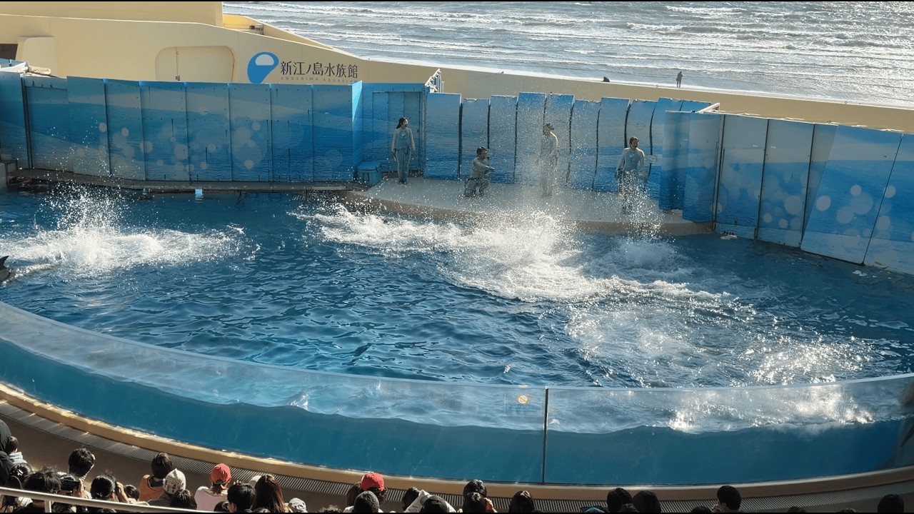 新江ノ島水族館 えのすい イルカショー 
