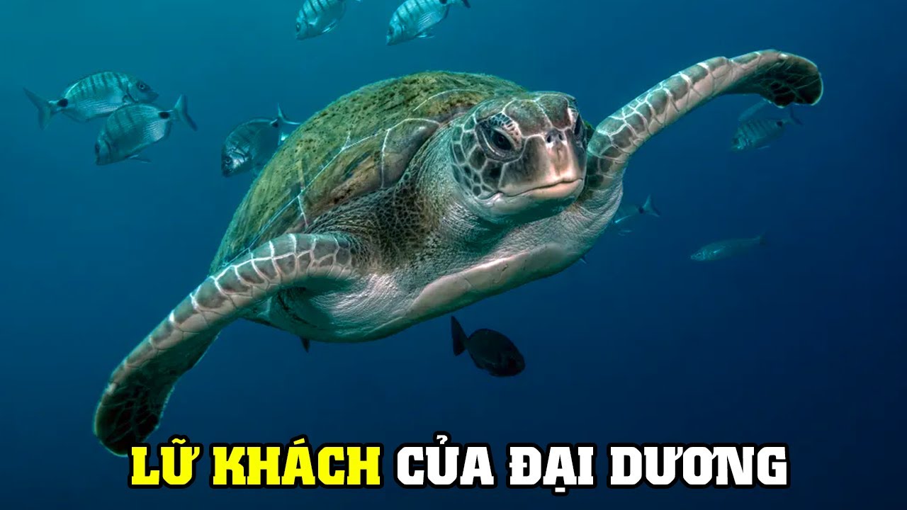 Lo&agrave;i R&ugrave;a Biển | Kh&aacute;m Ph&aacute; Thế Giới Động Vật Hoang D&atilde;