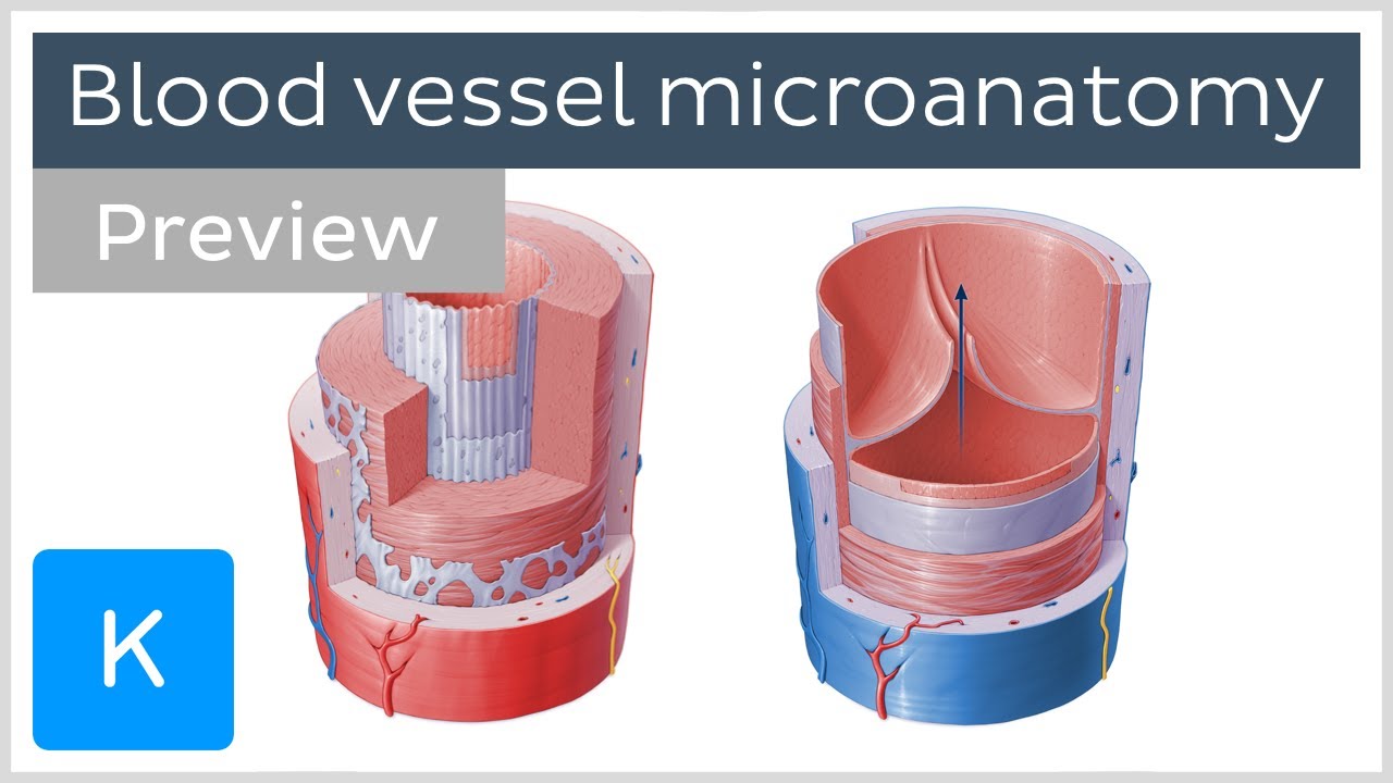 Microanatomy of arteries and veins (preview) - Human Anatomy |&nbsp;Kenhub
