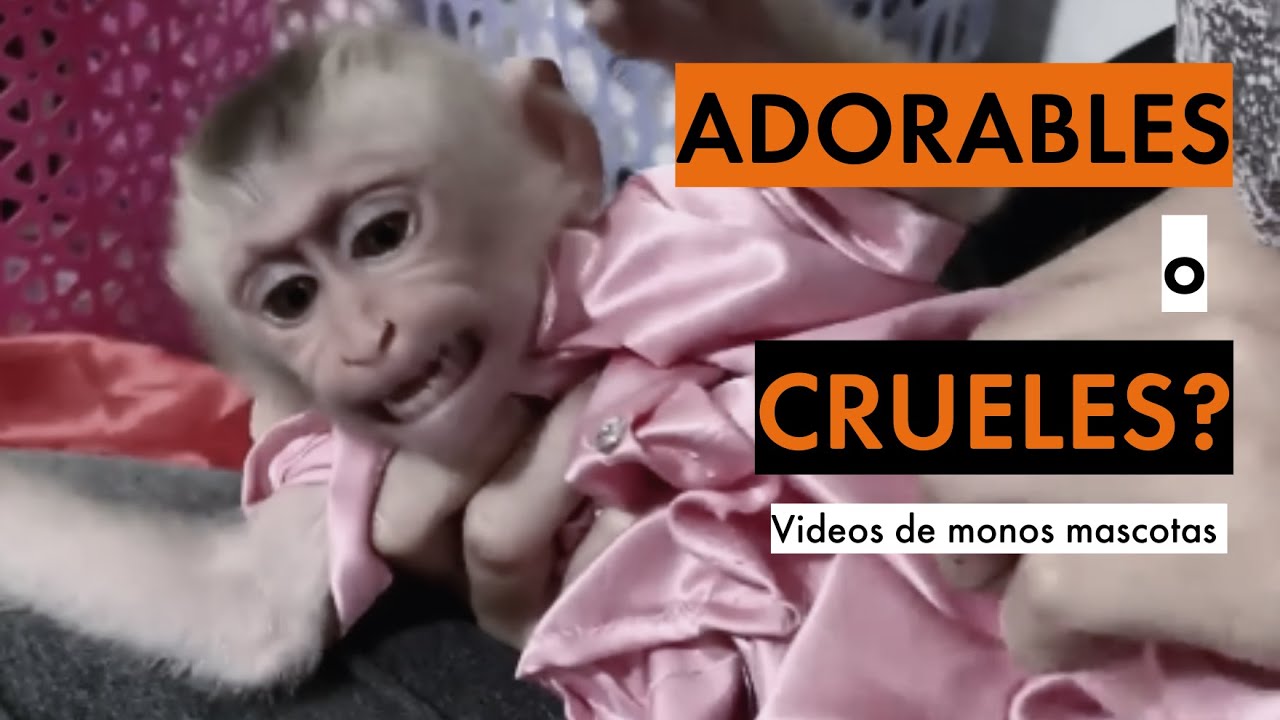 Los monos macacos bebés no son mascotas: la cruel realidad detrás de los videos virales