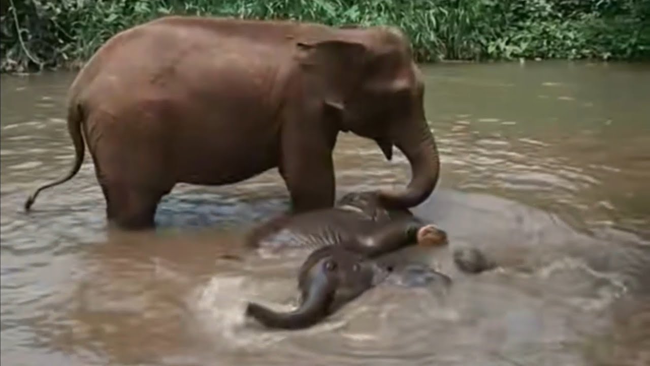 Keeping Her Twin Babies Clean: Elephant Mom's Care