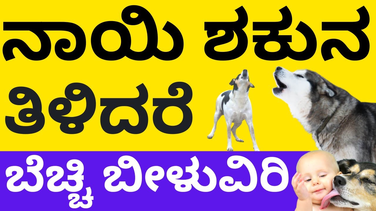 ನಾಯಿ ಶಕುನಗಳ  ತಿಳಿದರೆ ಬೆಚ್ಚಿ ಬೀಳುವಿರಿ|ನಿಮಗು ನಾಯಿಯಿಂದ ಇಂಥ ಶಕುನ ಅನುಭವ ಆಗಿದೆಯಾ? dogs shakuna astrology