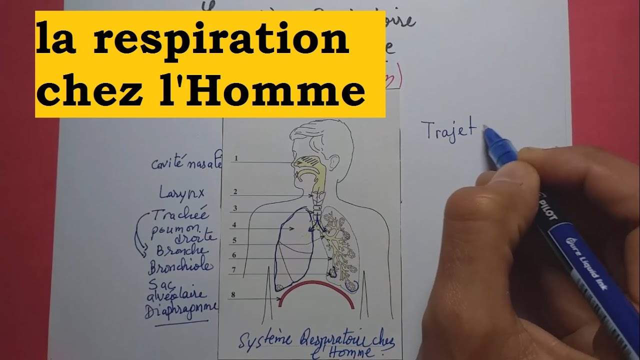 LA RESPIRATION CHEZ L'HOMME