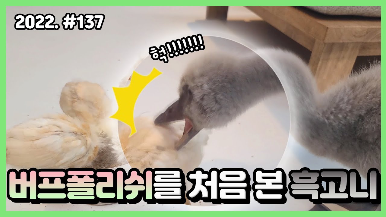 병아리를 본 흑고니가 다짜고짜 물어뜯습니다ㄷㄷ