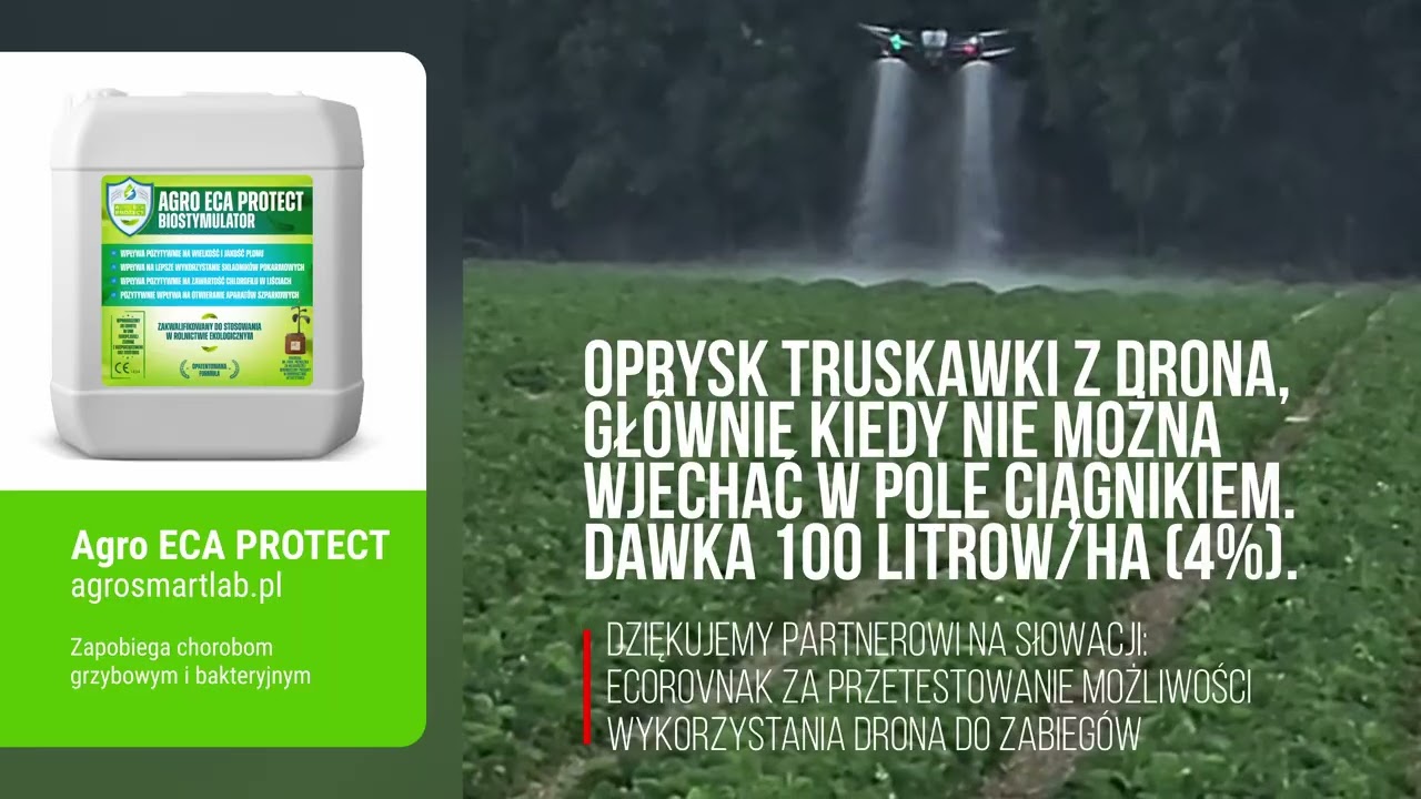 Oprysk Agro ECA Protect z drona w uprawie truskawki