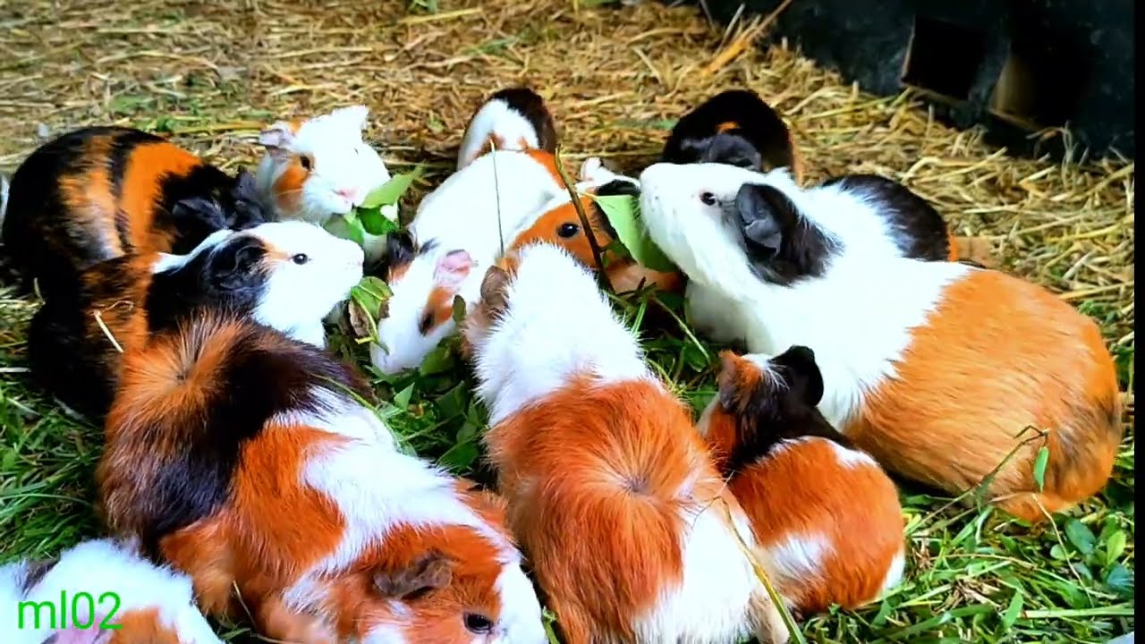 asmr|cute guinea pig mukbang natural wild green grass