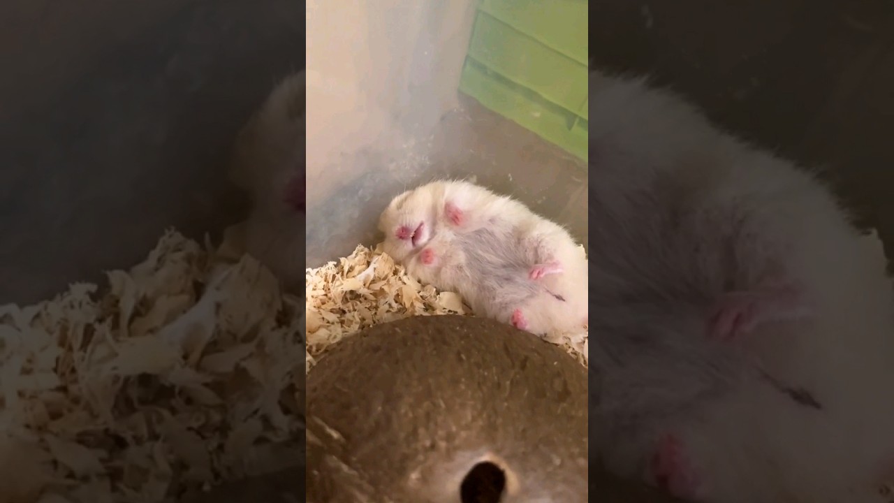 Cute Hamster Sleep 🥰🥰🥳 #shorts #hamsters #pet
