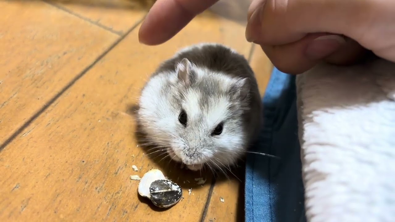 人生谷を越えれば幸せがあると学んだハムスター　　　#hamster #ハムスター 