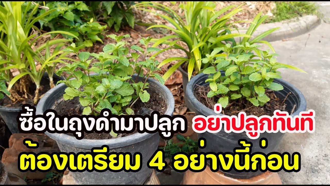 ปลูกสะระแหน่ Ep.5 ซื้อในถุงดำมาปลูก อย่าปลูกทันทีต้องเตรียม 4 อย่างนี้ก่อน : ครูหนูเพียร วิถีพอเพียง