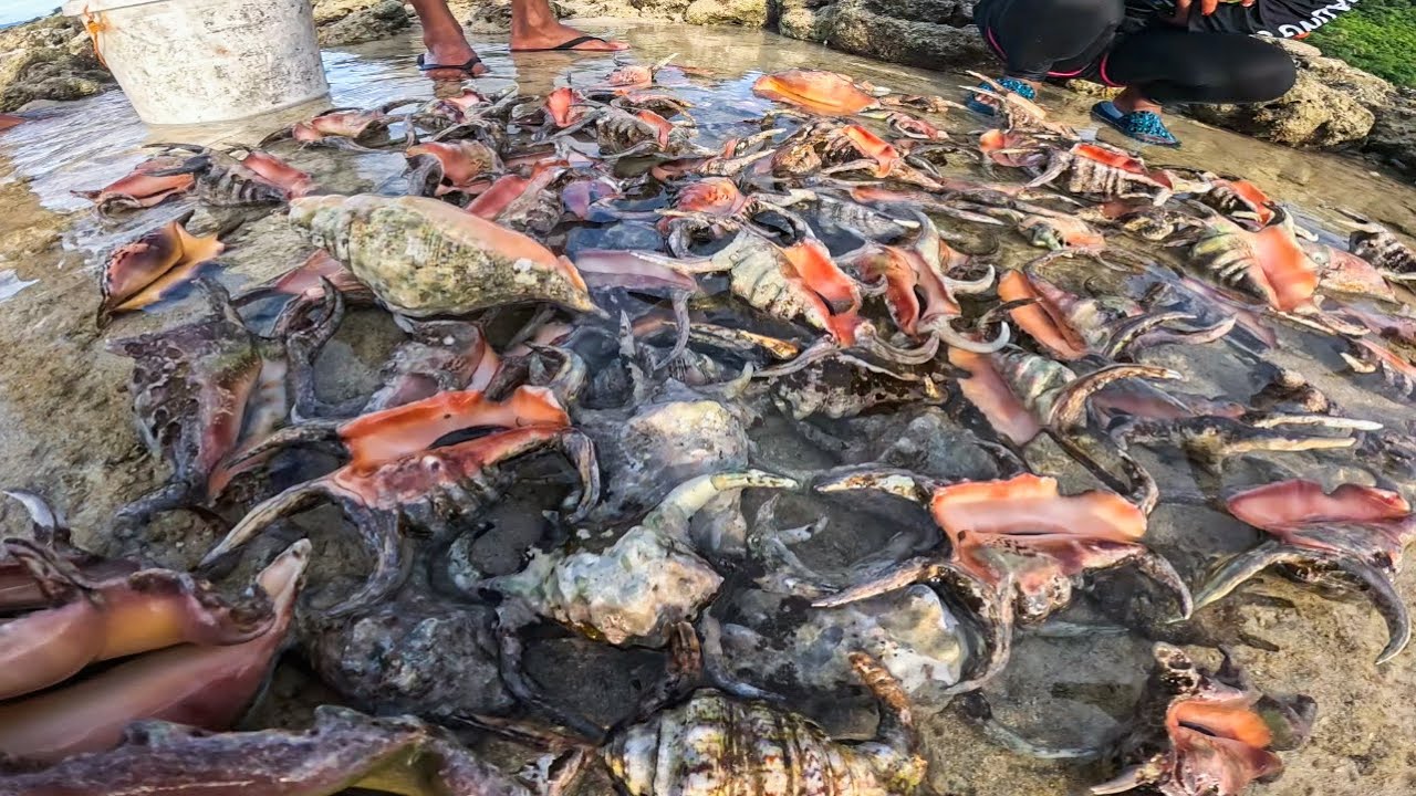 Hindi Na Pangkaraniwang Laki Ng Mga Shell Dito At Ang Dami Pa!
