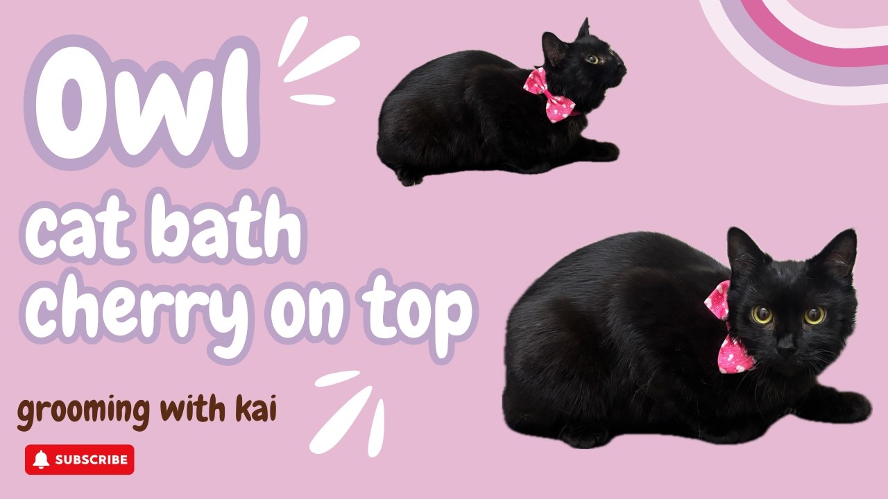 Owl's cat groom - cat bath and cherry on top by grooming with kai