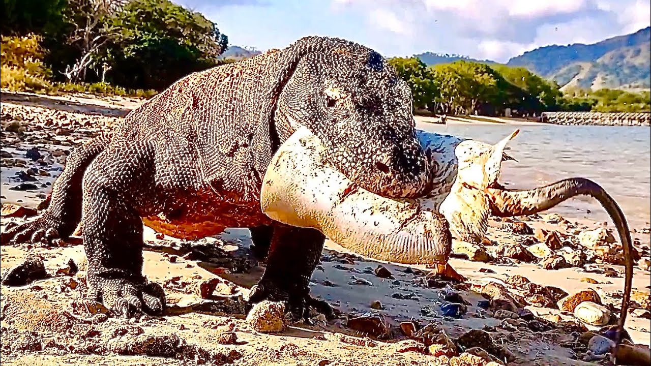 Witness The Komodo Eating All Animals Both In Water And On Land