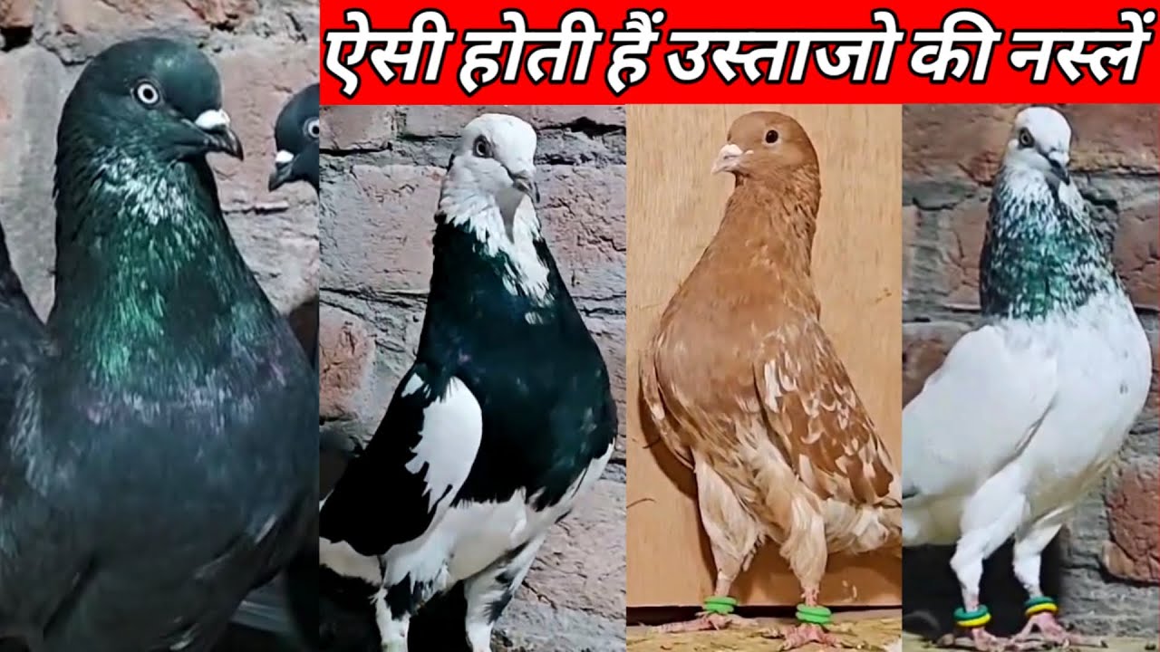 Tok Wale Kabootar !! Devbandi Kabootar !! All Old Breed Kabootar Arshad idrisi Pigeon