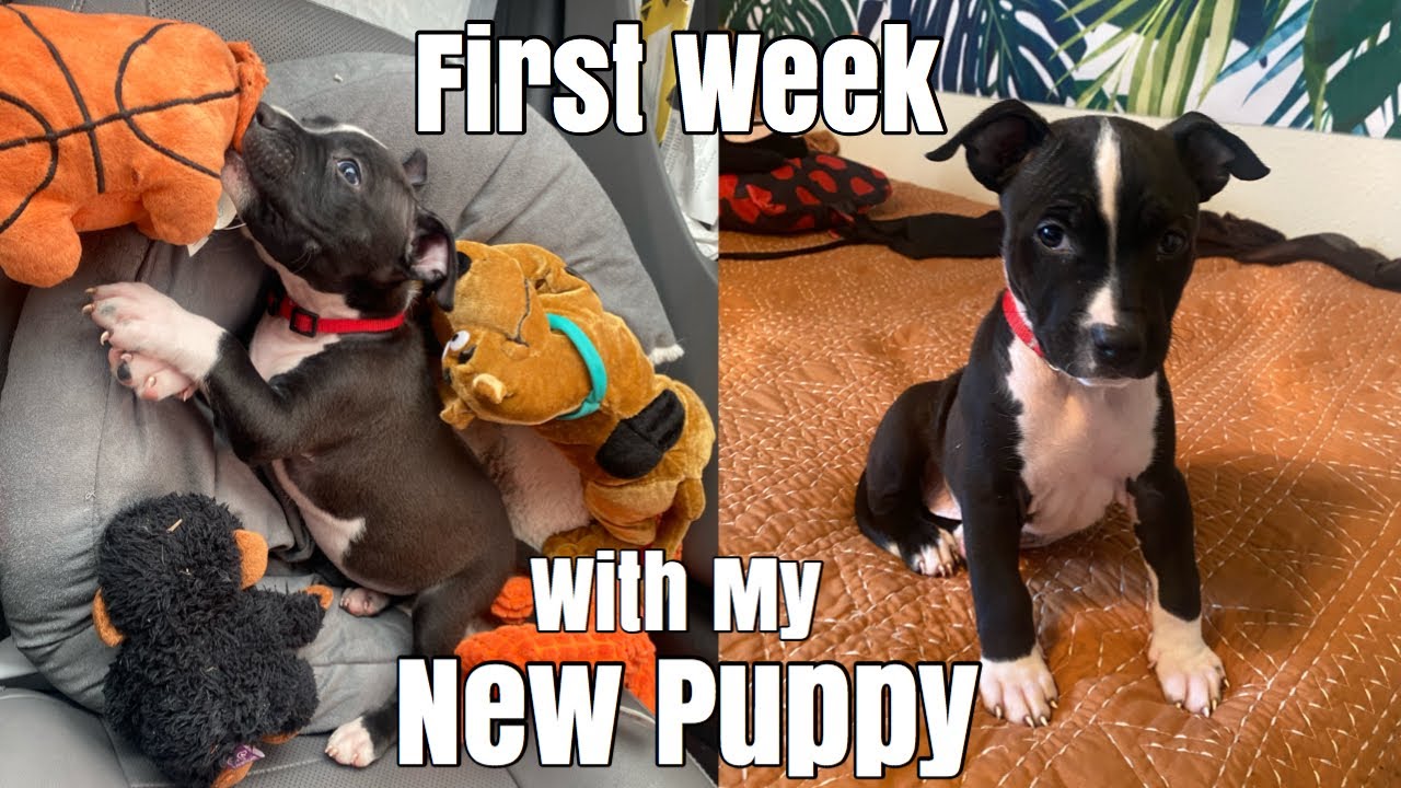 MEET MY NEW PITBULL PUPPY | First Week With My Puppy | Brandi J