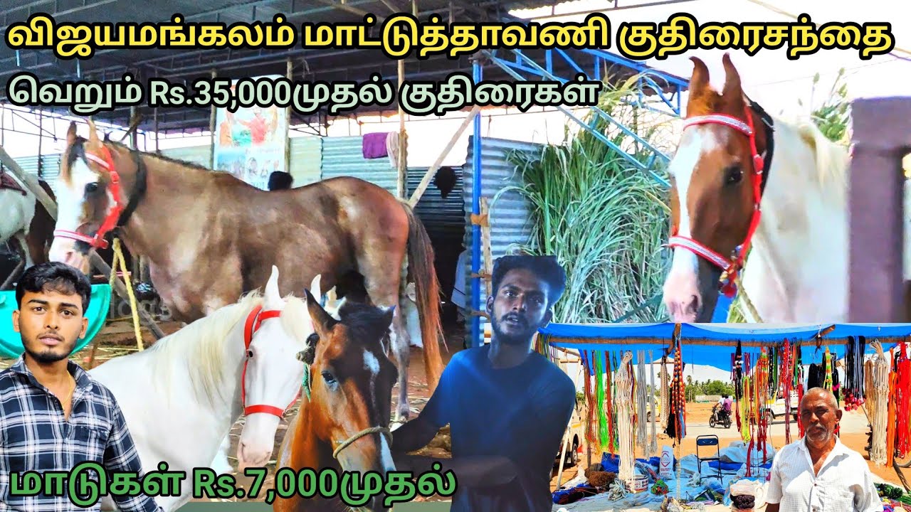 விஜயமங்கலம் மாட்டுத்தாவணி,குதிரைசந்தை 2025  |#horsemarket #eduquest #eduquestcourses #learnfromhome
