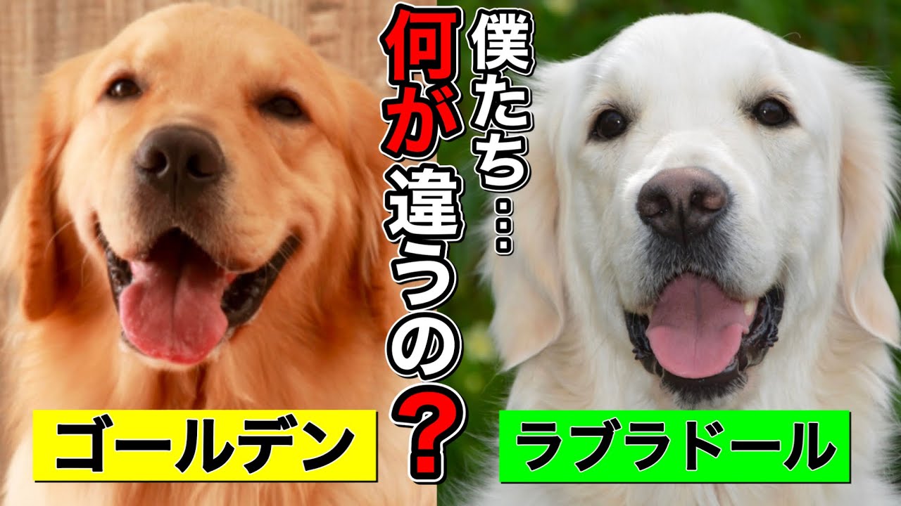 【4分で分かる】ゴールデンレトリバーとラブラドールレトリバーの違いとは？～前半～【もふもふかわいい！大型犬雑学】