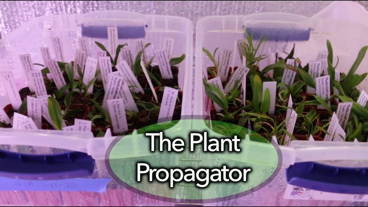 Six Steps to Successful Deflasking of Orchids