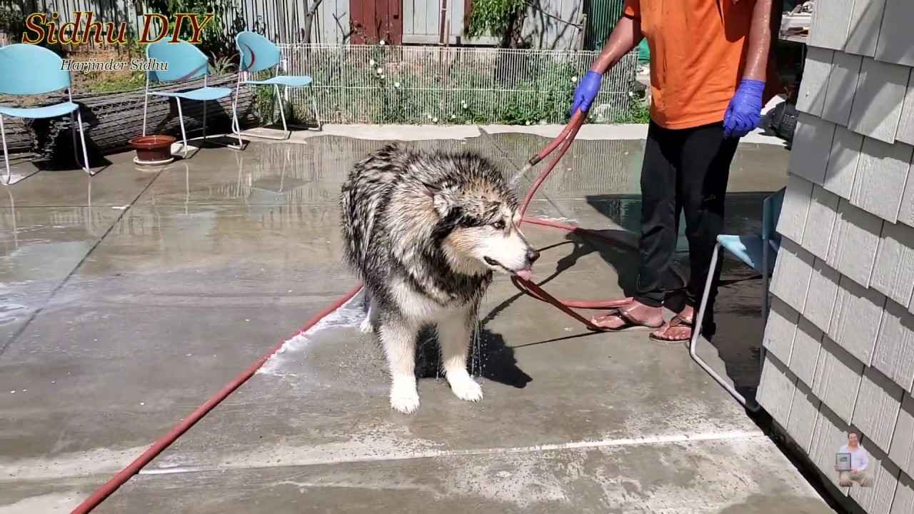 This is How I Bathe My Alaskan Malamute