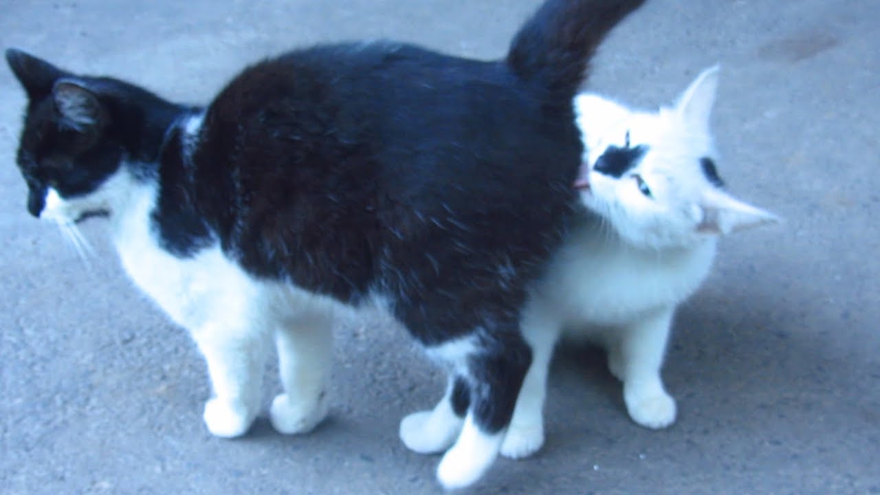 Five cats waiting for me on the street