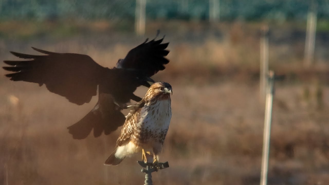 カラスにどつかれても動じないノスリ