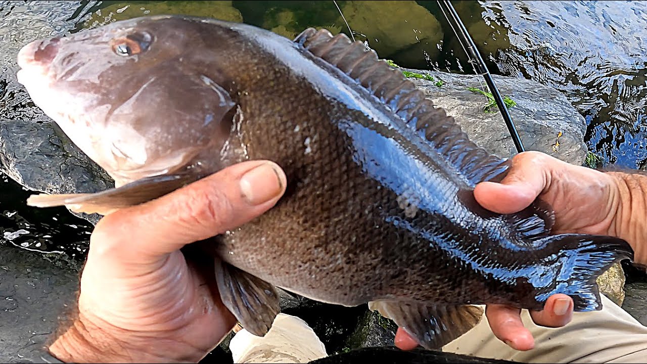 Bridge Togging - BLACKFISH LIMIT - Tog / Tautog Fishing from Shore