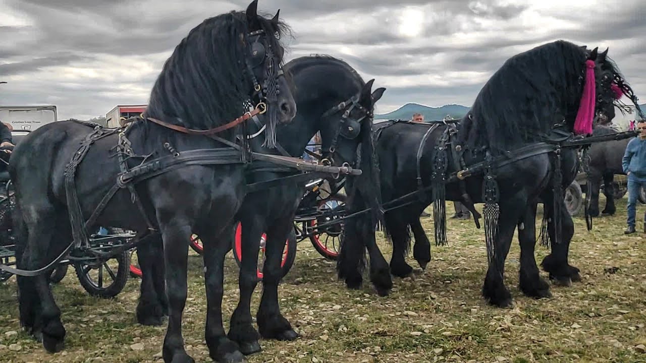💥⭐НАЙПОТУЖНІШИЙ КІННИЙ ЯРМАРОК В ЄВРОПІ/КОНІ В РУМУНІЇ 💣/Marginea, Targ de cai/DRAFT HORSE