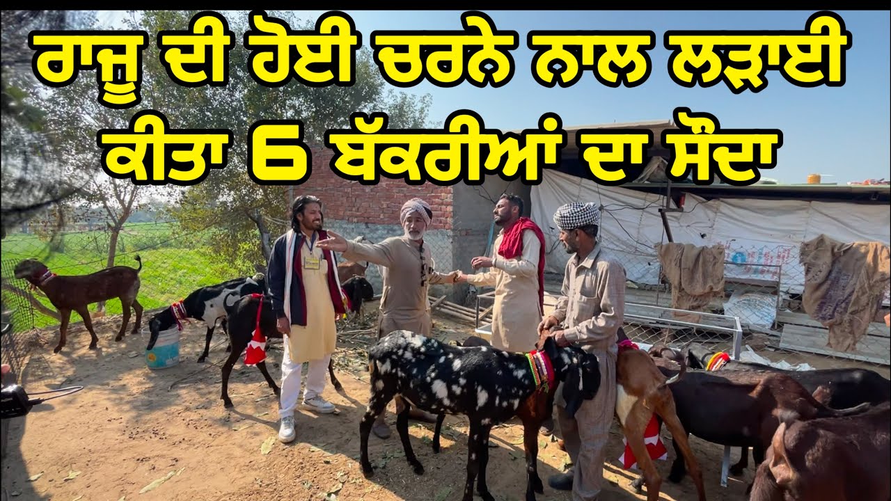 ਰਾਜੂ ਦੀ ਹੋਈ ਚਰਨੇ ਨਾਲ ਲੜਾਈ ਕੀਤਾ 6 ਬੱਕਰੀਆਂ ਦਾ ਸੌਦਾ। Tungwali Bakra Mandi #bakramandi