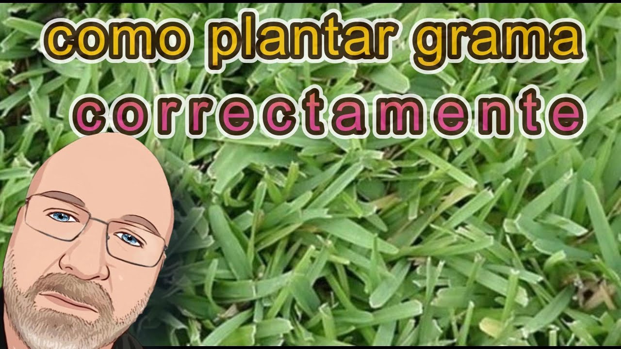 como plantar esquejes de grama