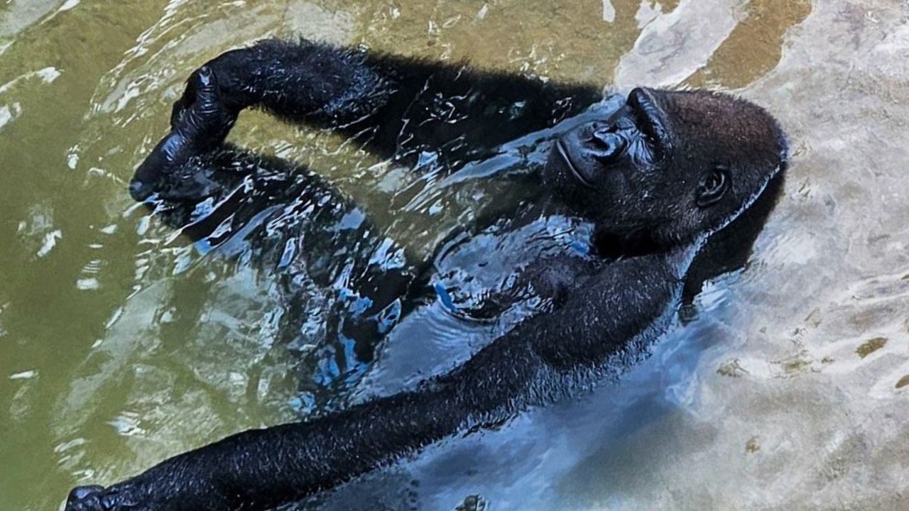 Meet the Water-Loving Gorillas of Houston Zoo