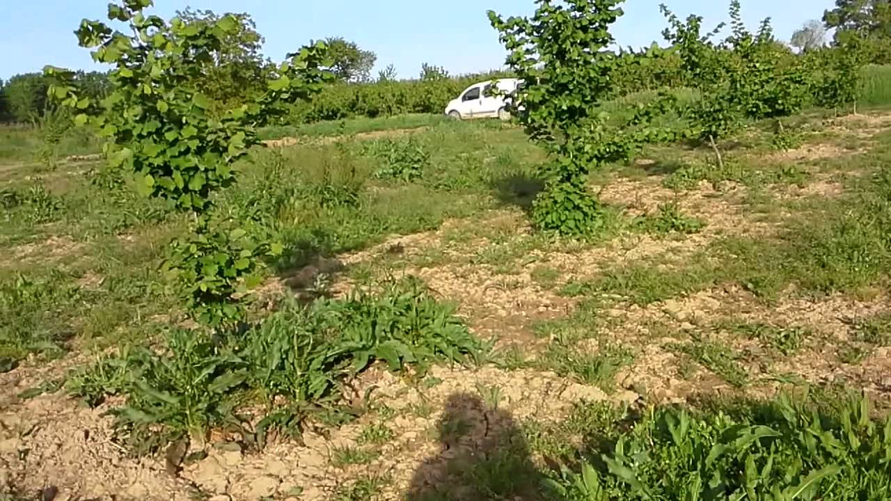 Un paseo por mis avellanos... (Ribera Del Ebro)