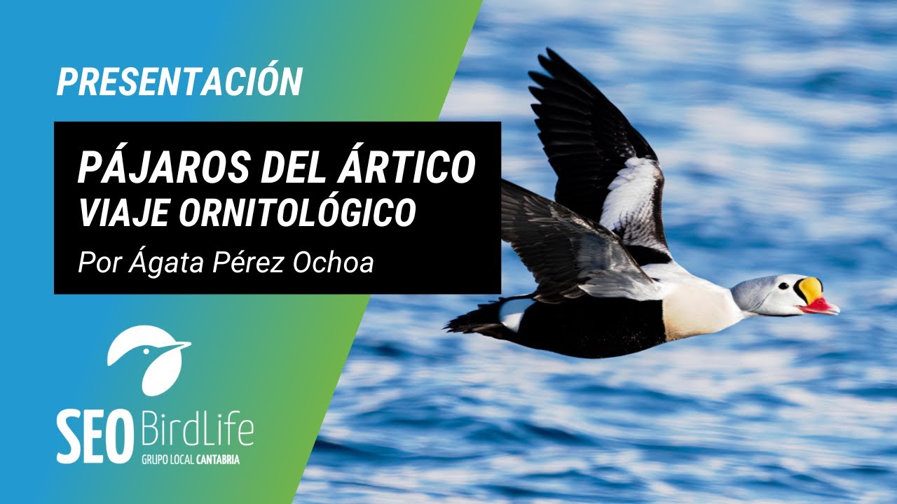 Pájaros del Ártico. Viaje ornitológico de Ágata Pérez Ochoa